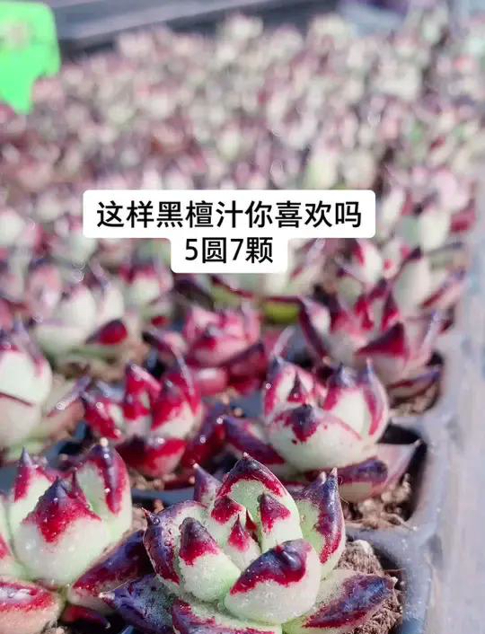 黑檀木色多汁多肉植物,乌木色多肉植物,乌木色多汁肉肉植物