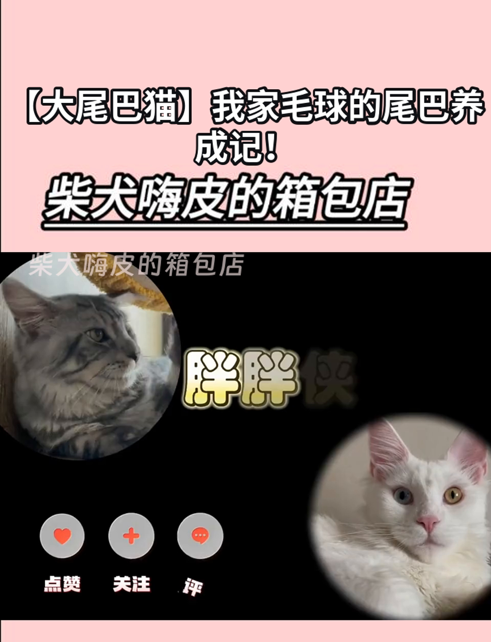 「大尾巴猫」我家毛球的尾巴养成记!