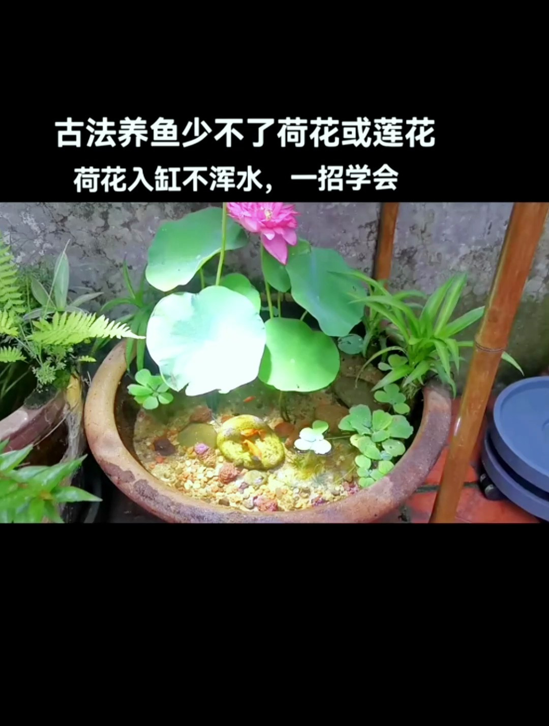 怎样才能在鱼缸里养荷花?仔细看视频,里面全是细节!