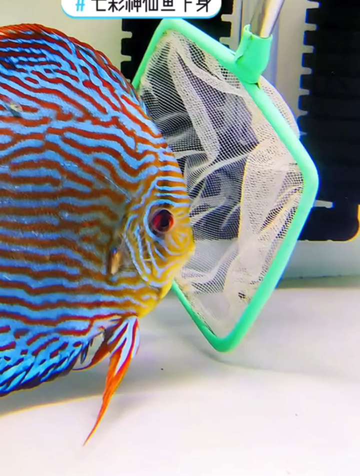 七彩神仙鱼小苗下身？今天给七天多的小鱼苗分家，给它们下身……