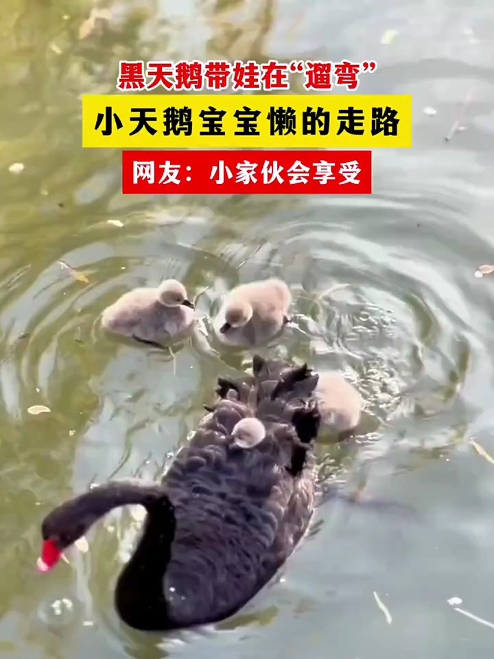 黑天鹅带娃在遛弯小天鹅宝宝懒的走路,小家伙会享受