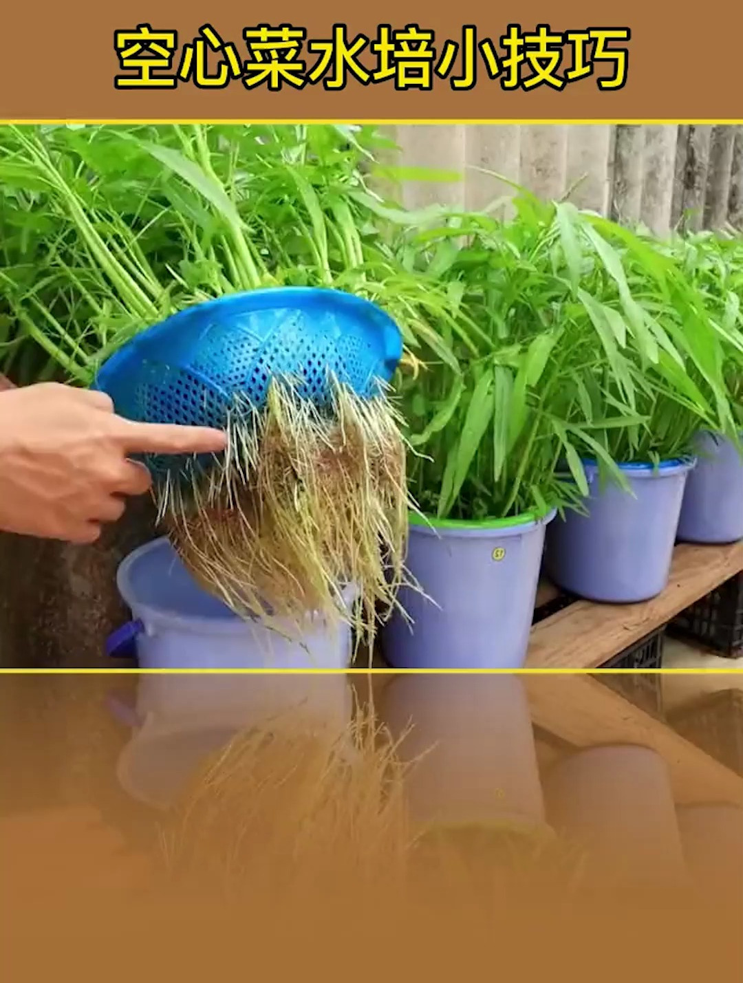 利用网盆和小水桶,在阳台或者露台内水培种植空心菜