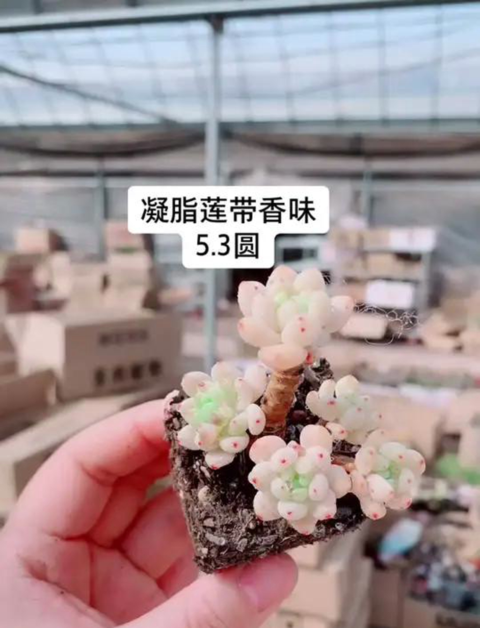 这小老桩凝脂莲,真是美得不像话!