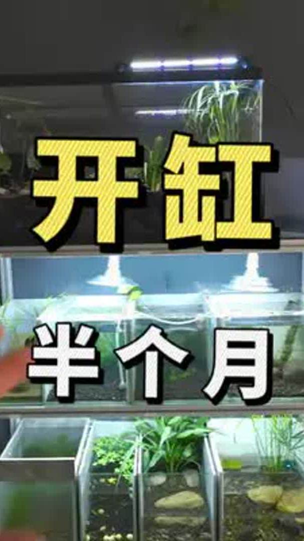 手把手带你开古法生态缸,养水半个月长菌膜,褐藻,是失败了吗?