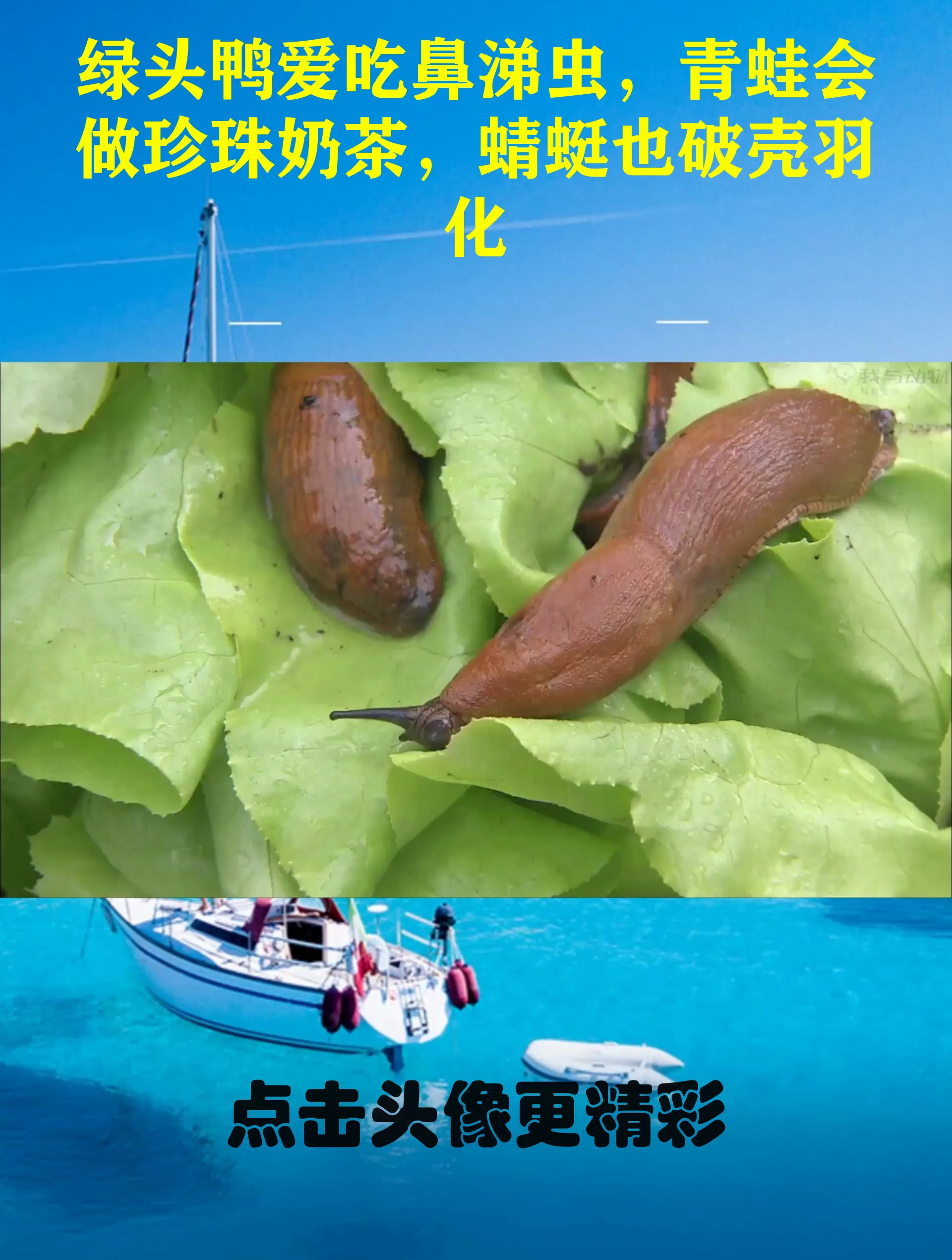 绿头鸭爱吃鼻涕虫,青蛙会做珍珠奶茶,蜻蜓也破壳羽化