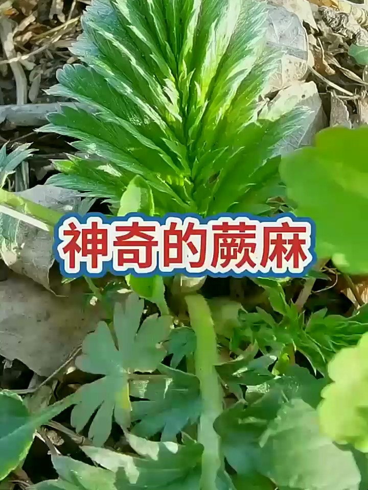 今天分享蕨麻,喜欢的加个关呀