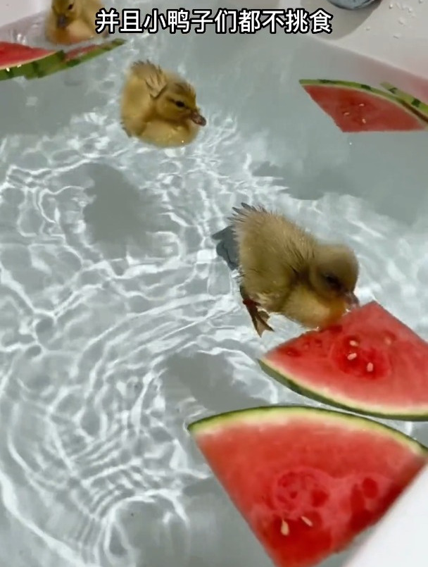水里看鸭子游泳还挺可爱的,那么养一只宠物鸭是什么样的体验呢?
