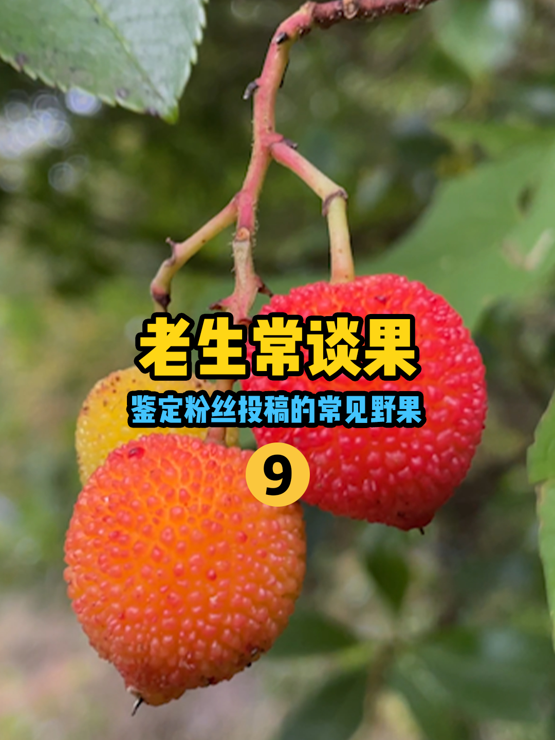 「水果猎人」老生常谈果9!鉴定粉丝投稿的常见野果