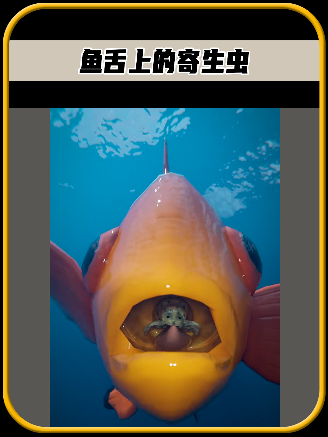 发明鱼虱的人真是个天才,这货是一种喜欢寄生在,鱼嘴里的寄生虫