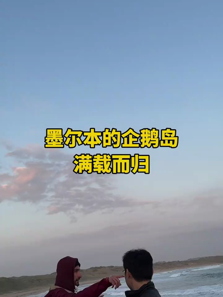 墨尔本企鹅归巢