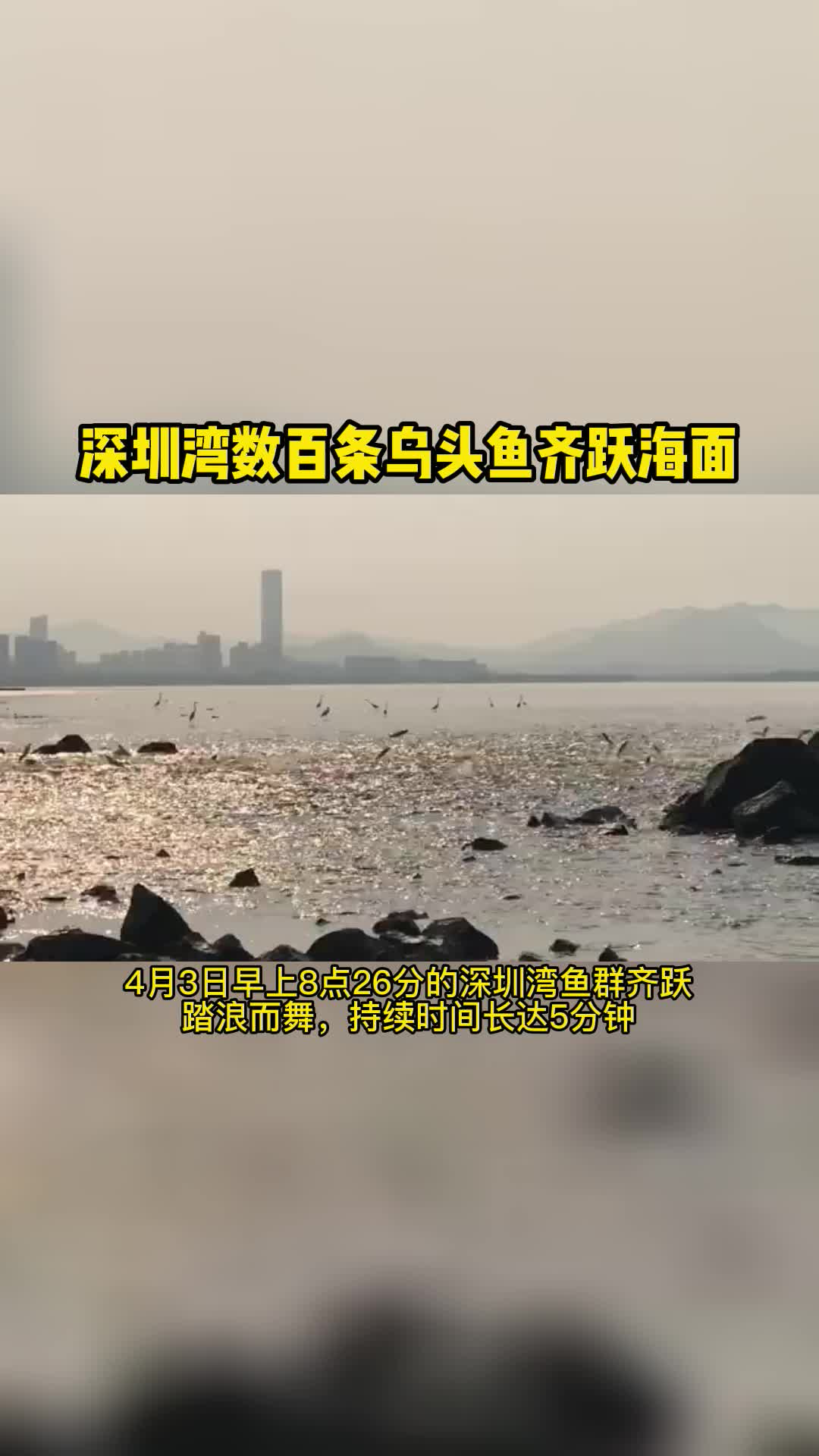 深圳湾数百条乌头鱼齐跃海面 带你去看海 动物 鲻鱼