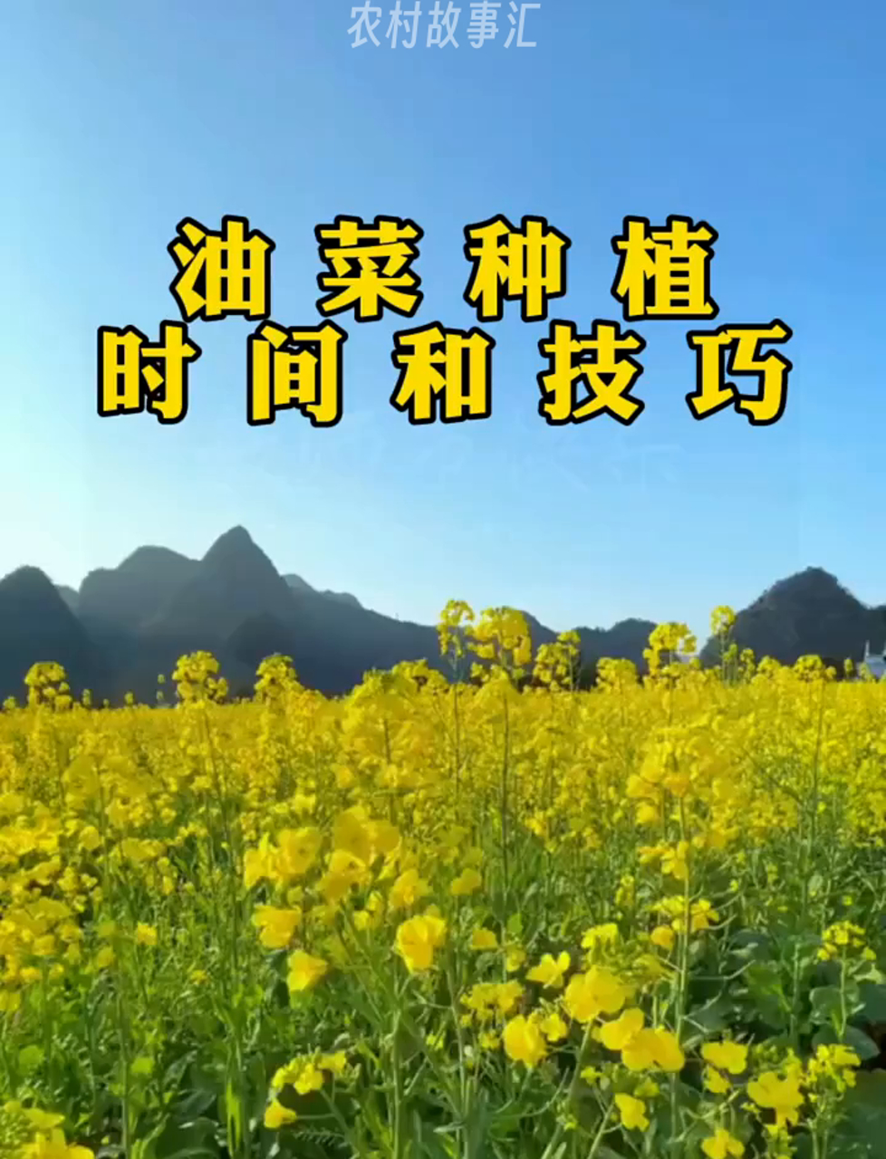 种油菜啥时候最合适?有啥好方法?