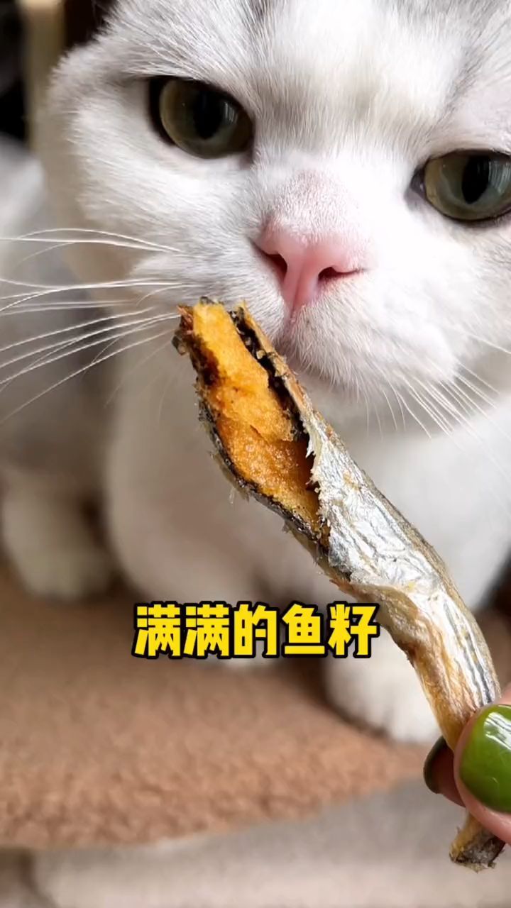 小猫咪爱吃的小鱼干