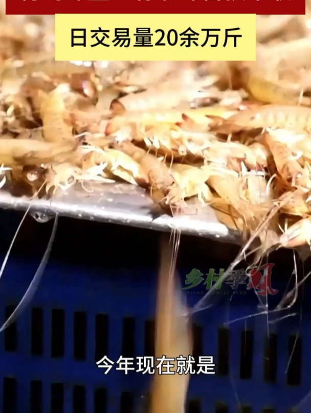 青岛即墨:竹节虾喜获丰收 日交易量20余万斤