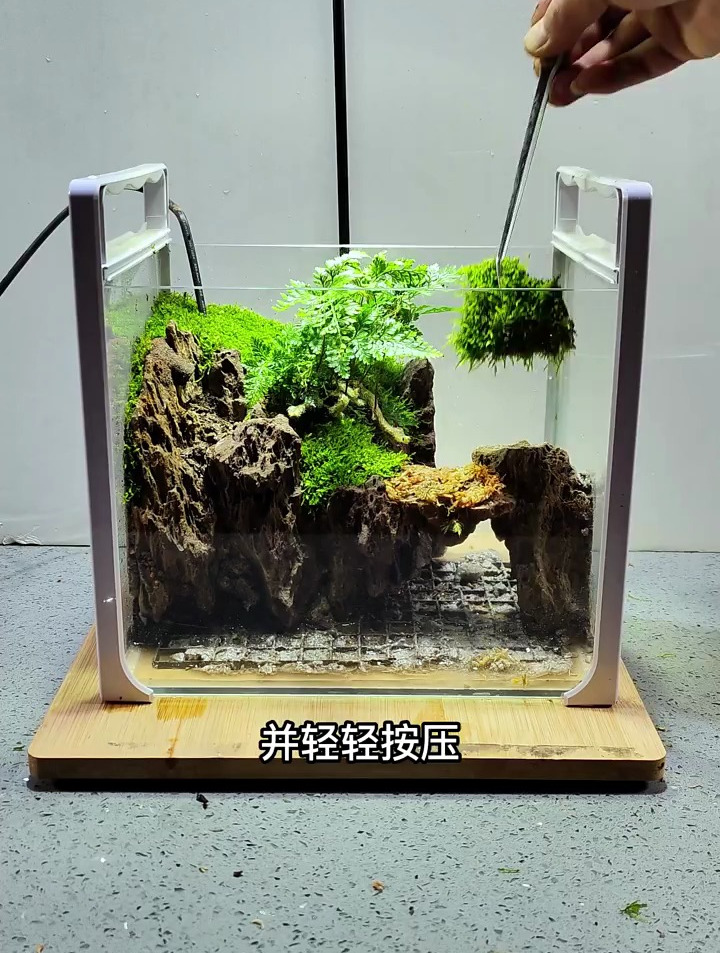 养不好鱼吧,鱼缸空着了,我教你造景