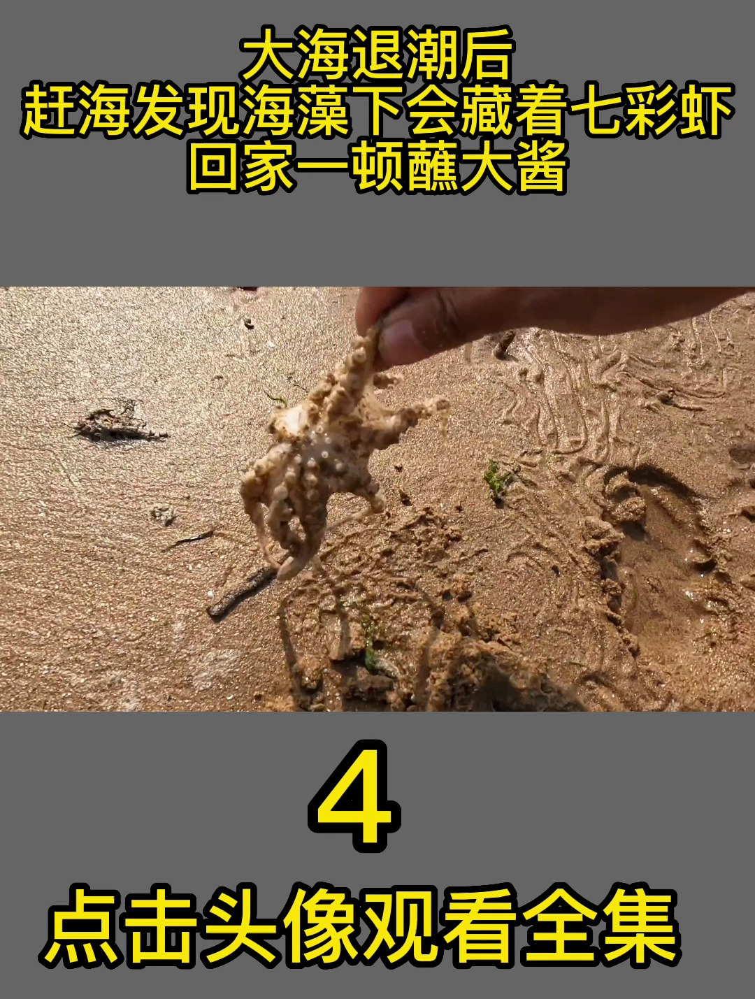 大海退潮后,赶海发现海藻下会藏着七彩虾,回家一顿蘸大酱4