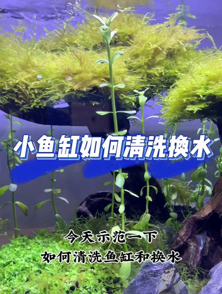 小鱼缸清洗换水就是如此简单