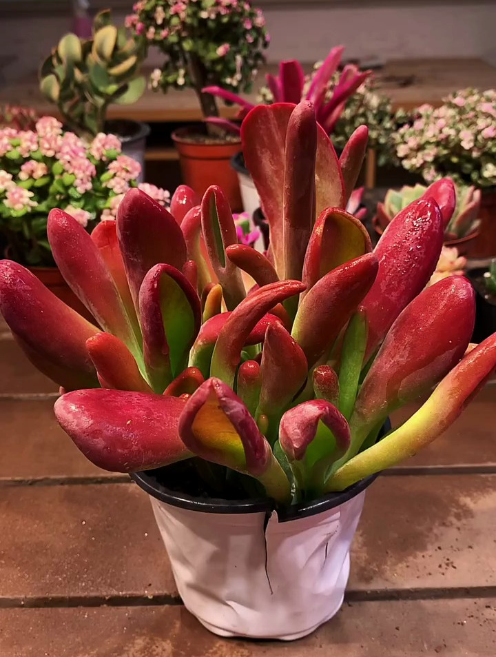 多肉火狐狸怎么养护?