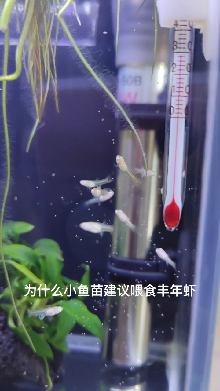 孔雀鱼小鱼苗怎么养,鱼苗喂什么长得快?当然是喂孵化丰年虾