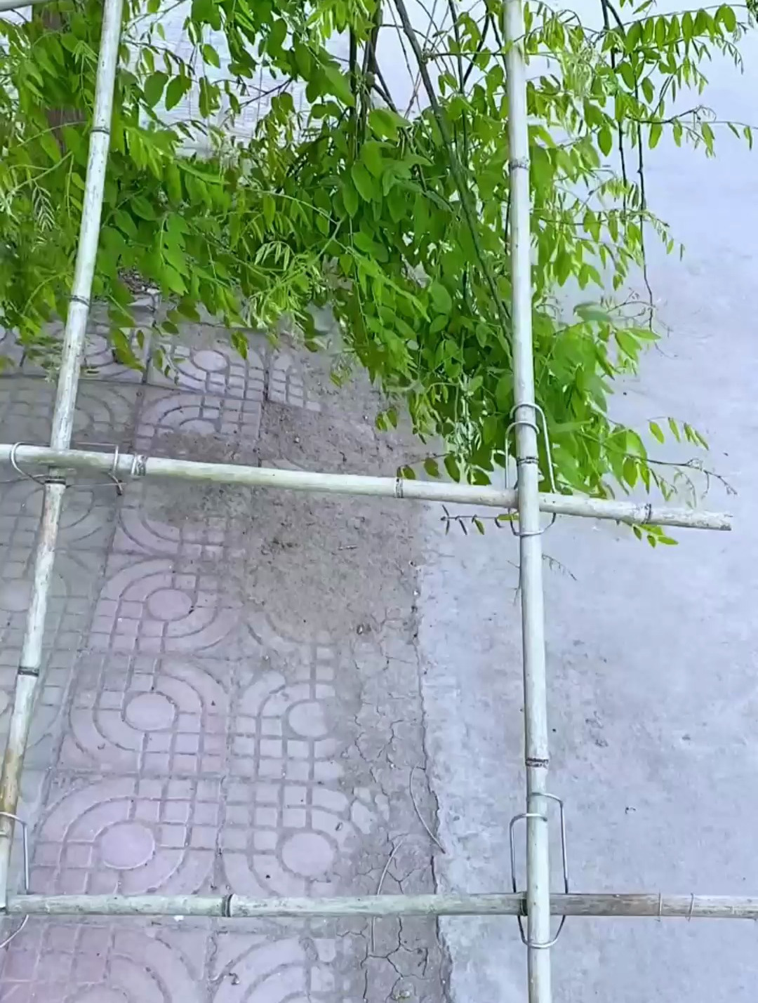 种瓜种菜你是怎么搭架子的?这个方法一定比你更先进!