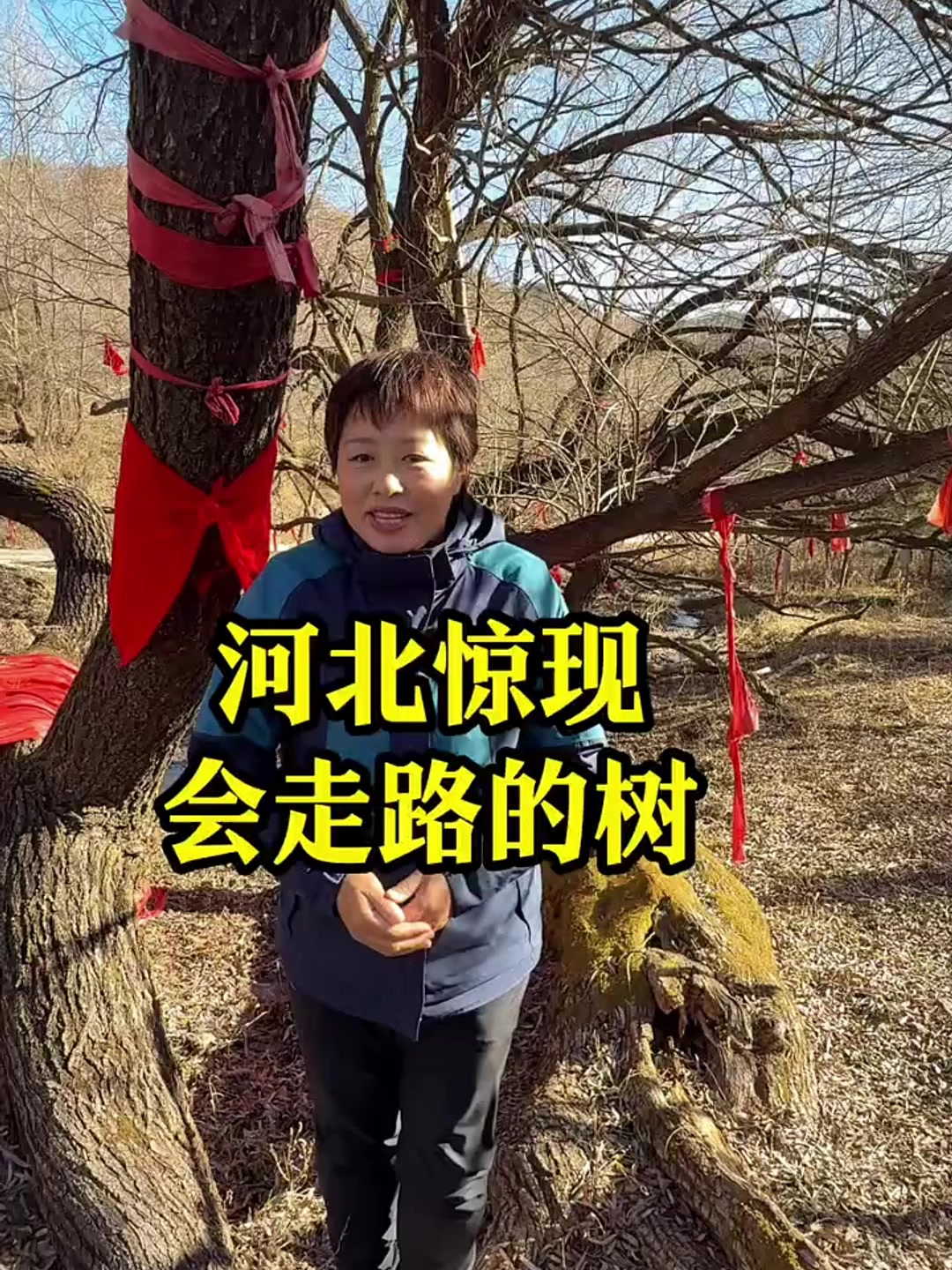 河北大山深处惊现会走路的树