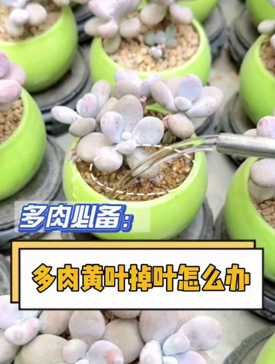 多肉黄叶掉叶,没有活力怎么办?教你一招轻松解决 多肉