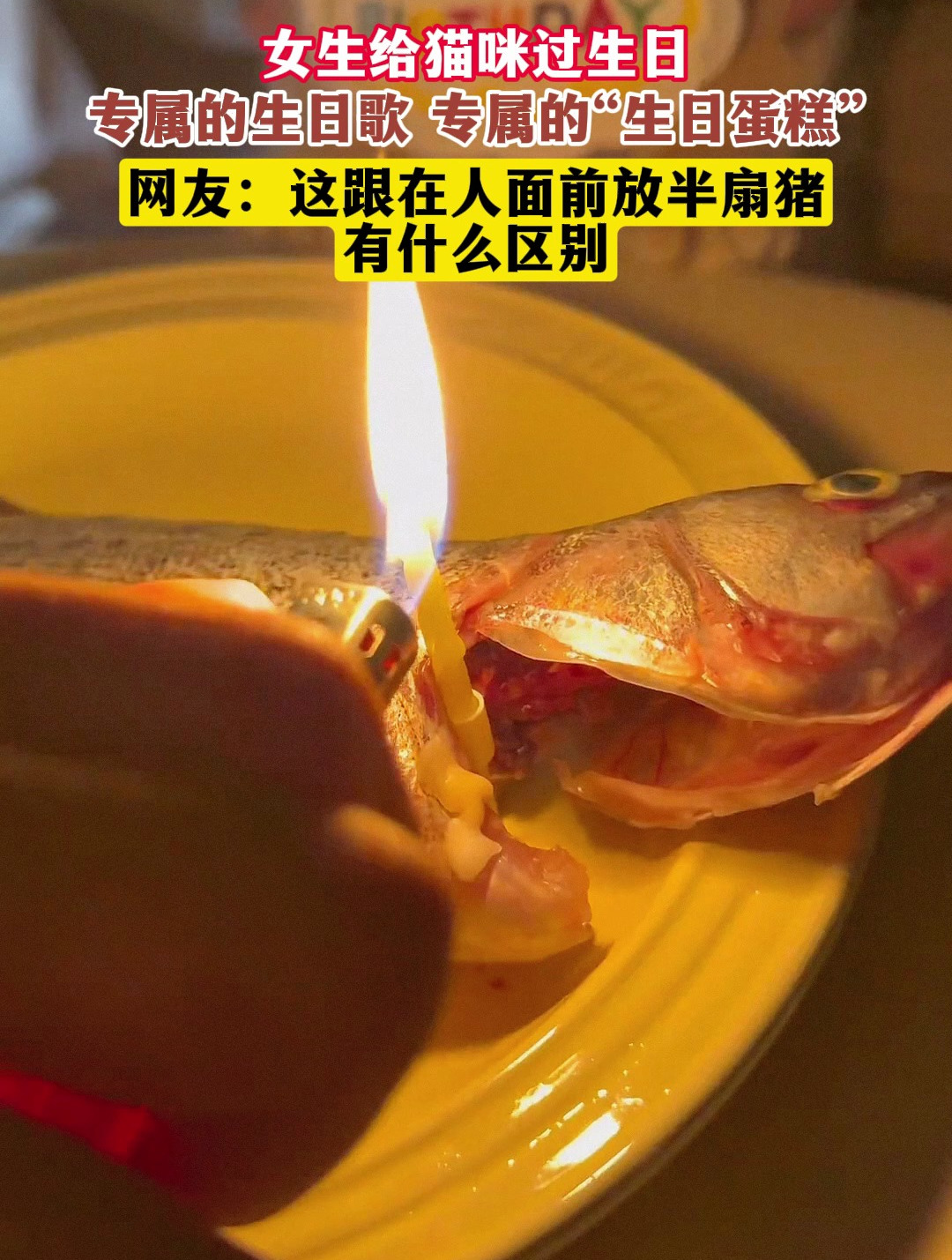 女生给猫咪过生日,专属的生日歌 专属的“生日蛋糕”