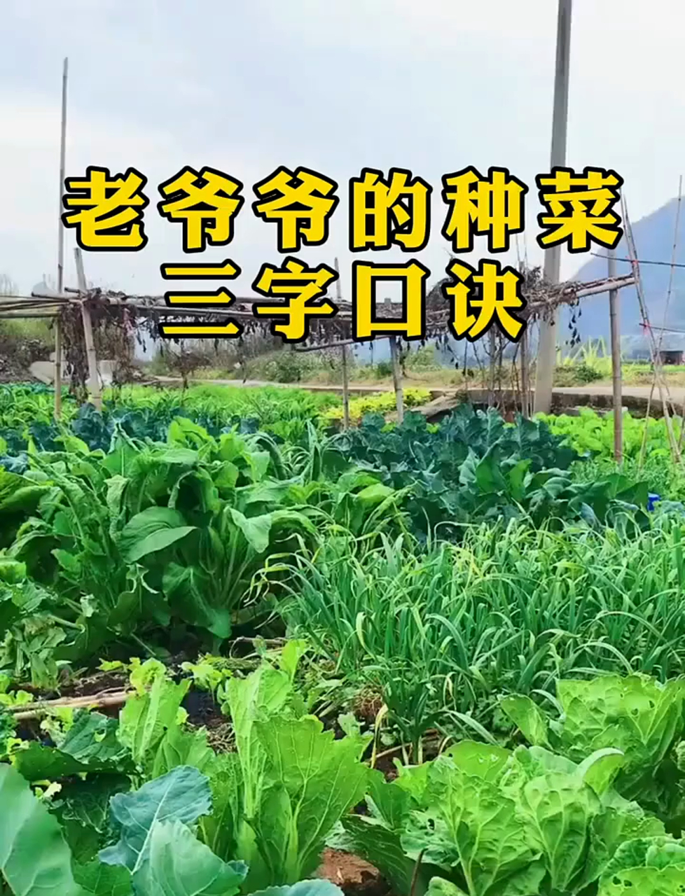 老爷爷的种菜三字口诀