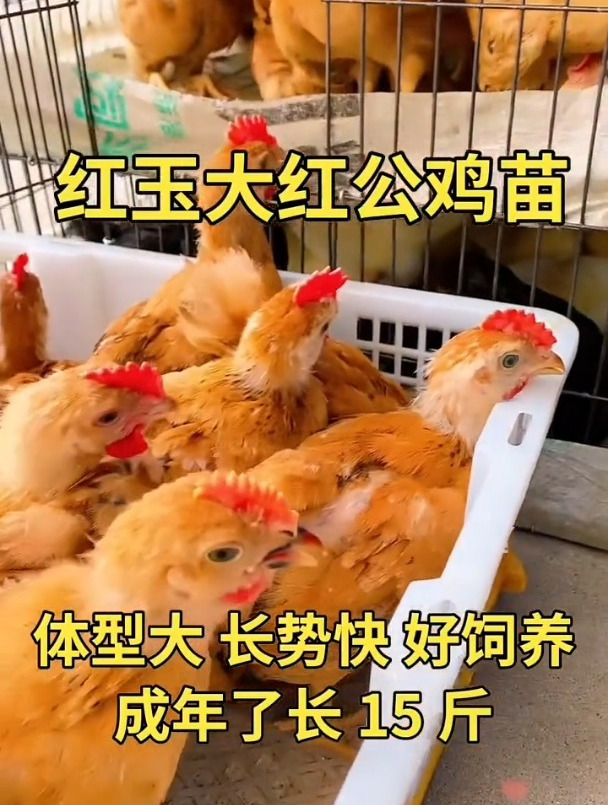 红玉鸡苗大红公鸡公母都有自繁自养脱温鸡苗