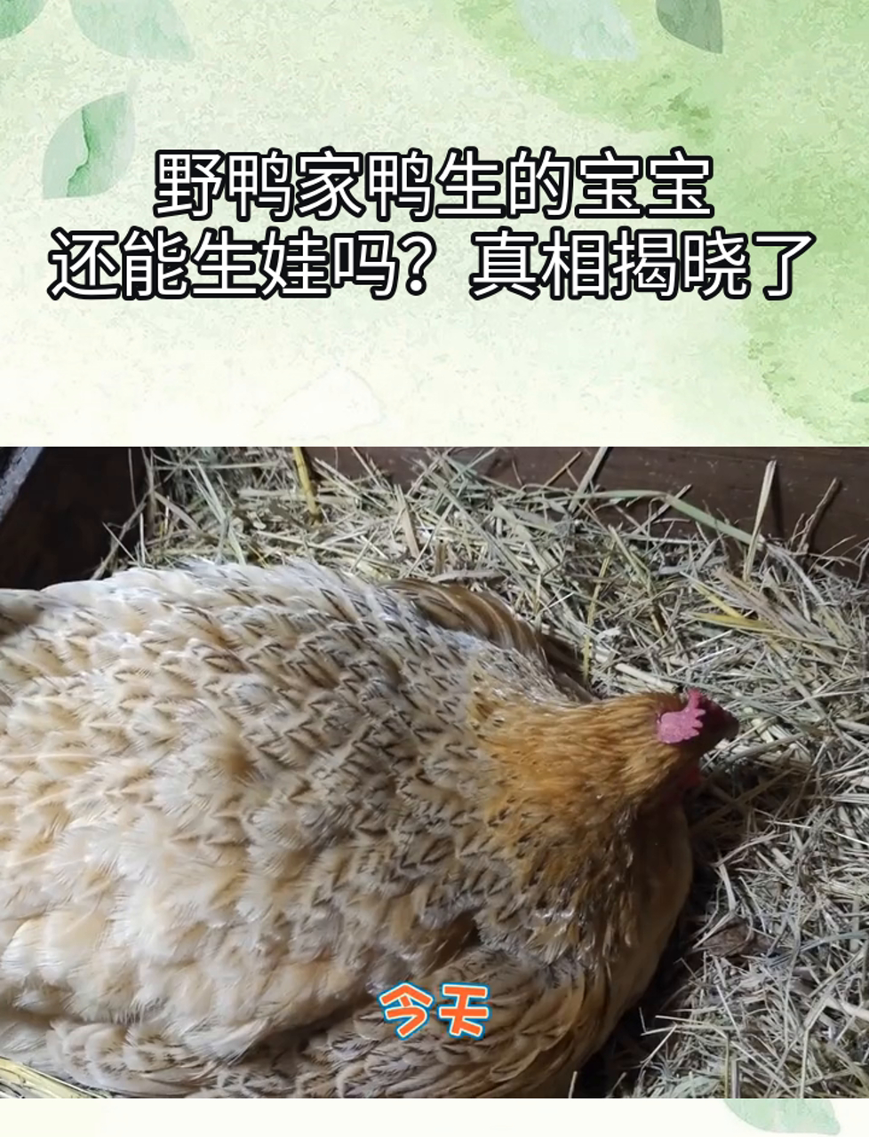 野鸭家鸭生的宝宝,还能生娃吗?真相揭晓了