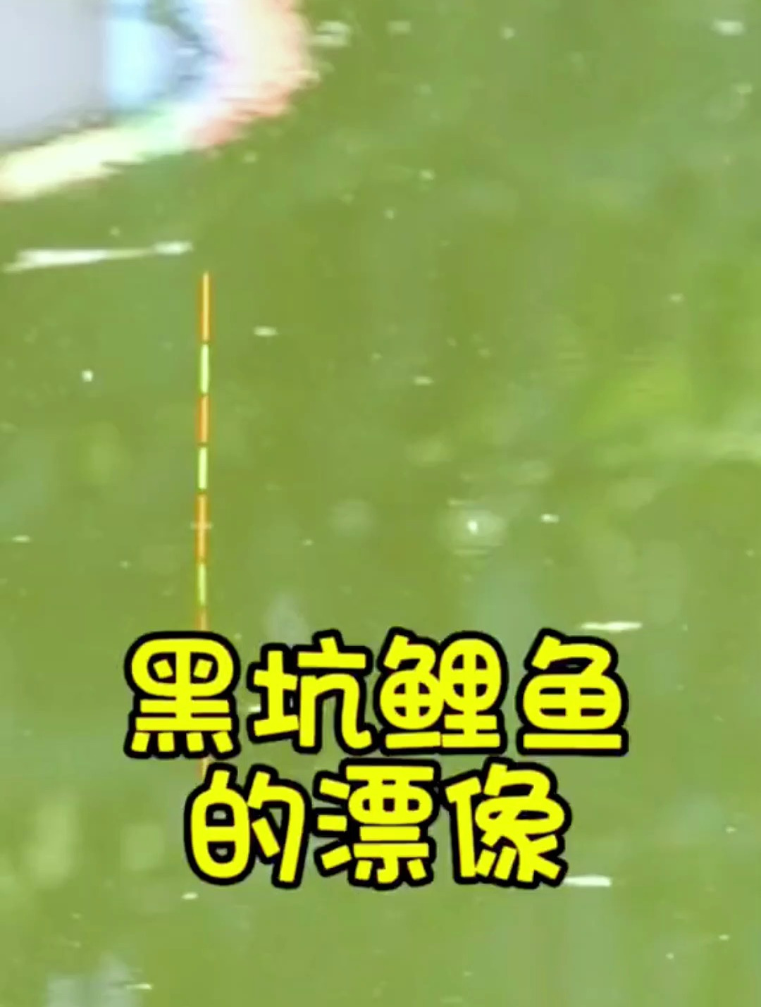 黑坑鲤鱼的漂相你知道吗?不要乱抓口了,导致跑鱼