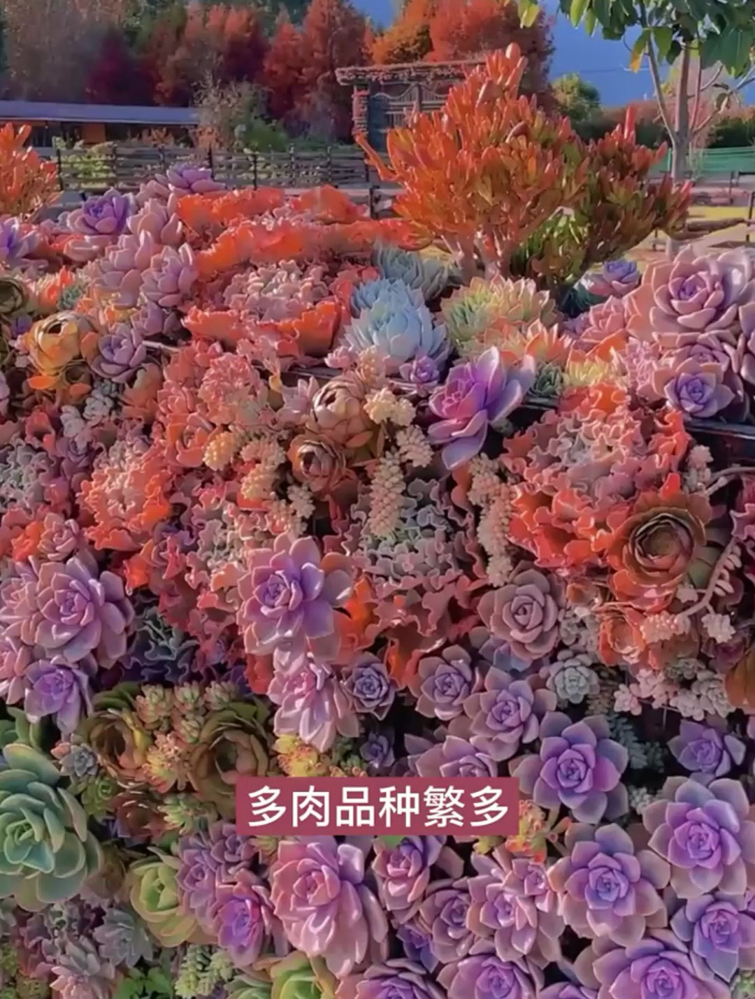 多肉品种繁多分享几个品种，看看有没有你喜欢的款？评论区告诉我