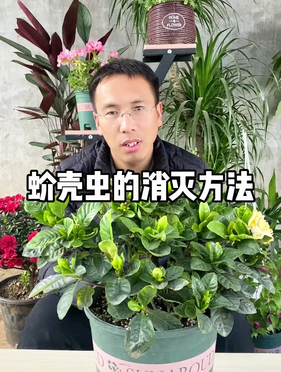 花卉长了蚧壳虫,一定要赶紧治疗,要不很快就会传染到整个花园