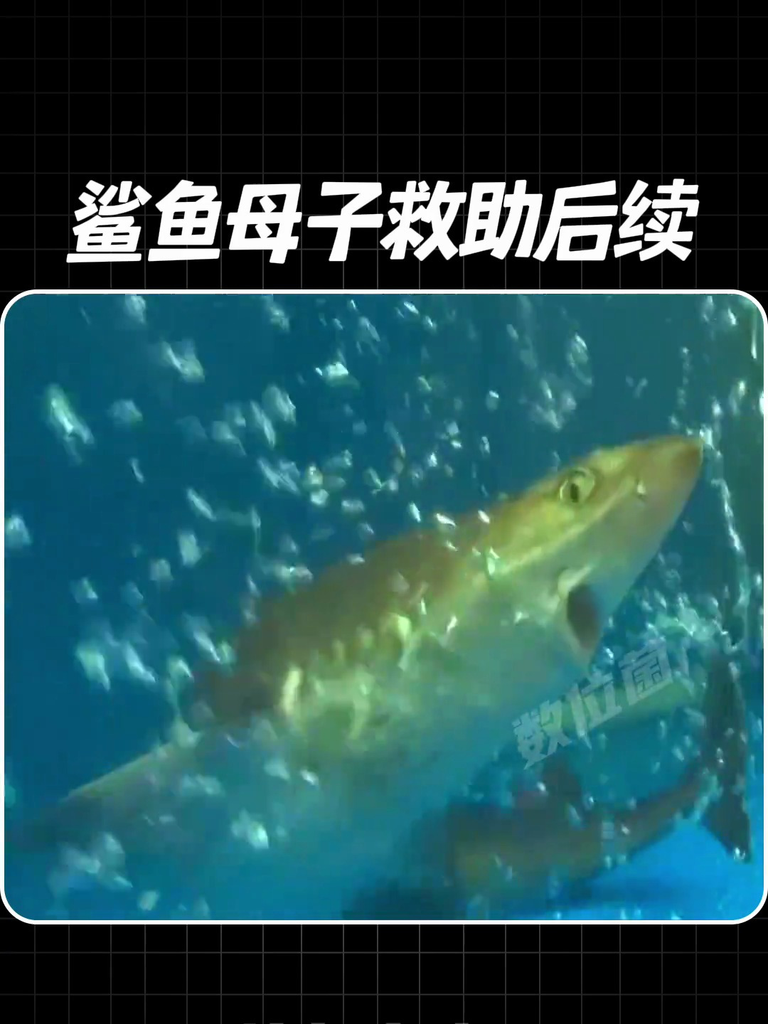 即将被做成鱼丸的母鲨鱼,竟意外生下一窝小幼崽(下)