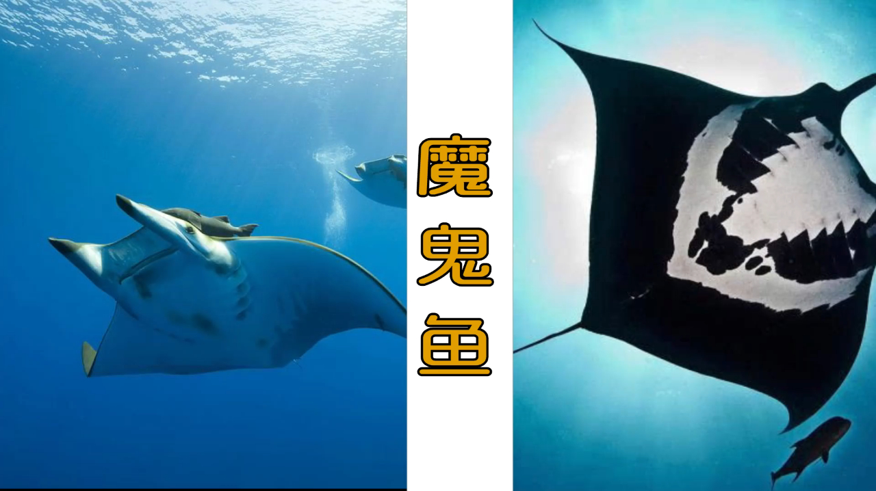 在海底有这样一种鱼长得像蝙蝠,游的像蝙蝠。它叫魔鬼鱼!