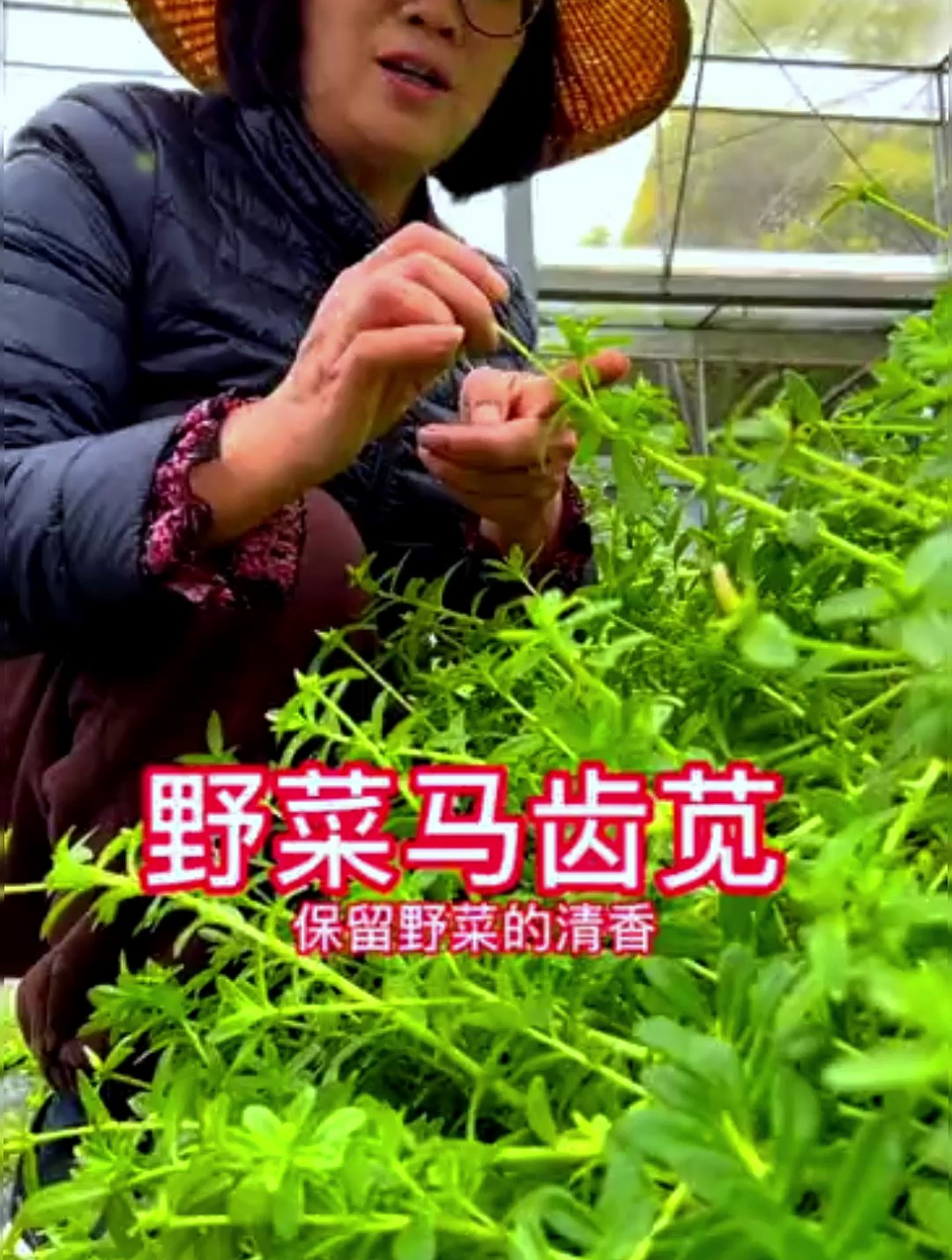 农村这种野菜,营养价值高,城里人没吃过,市场一斤卖88!