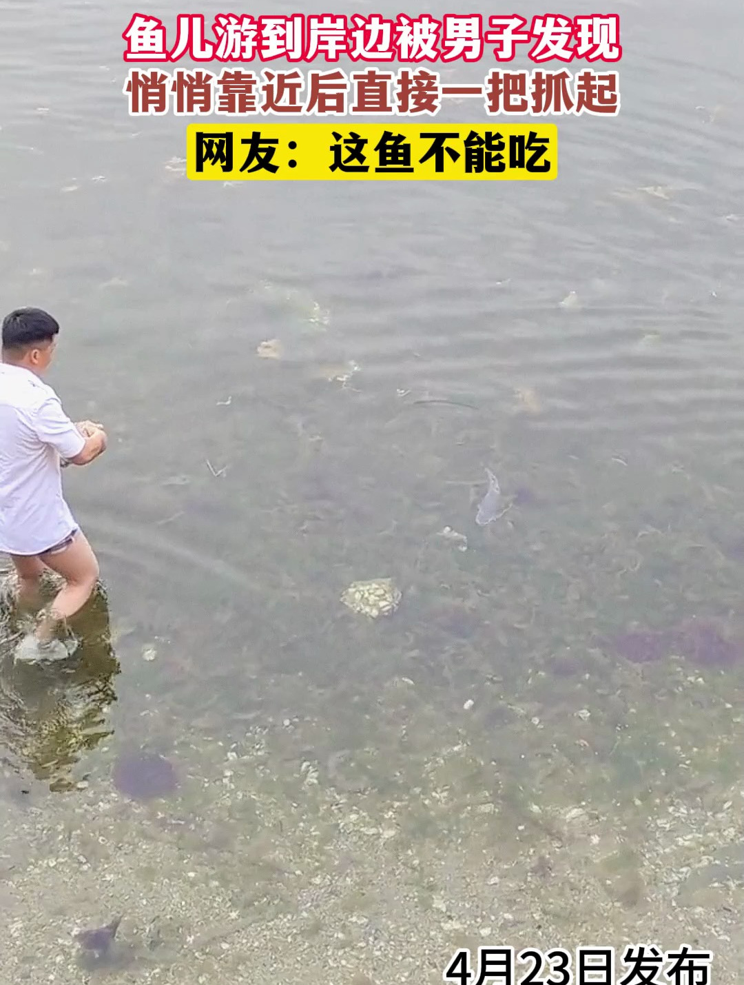 鱼儿游到岸边被男子发现,悄悄靠近后直接一把抓起
