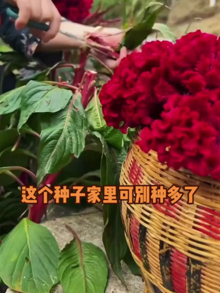 这个鸡冠花种子,好管理,易种植,寓意好,还可以吃,能泡酒