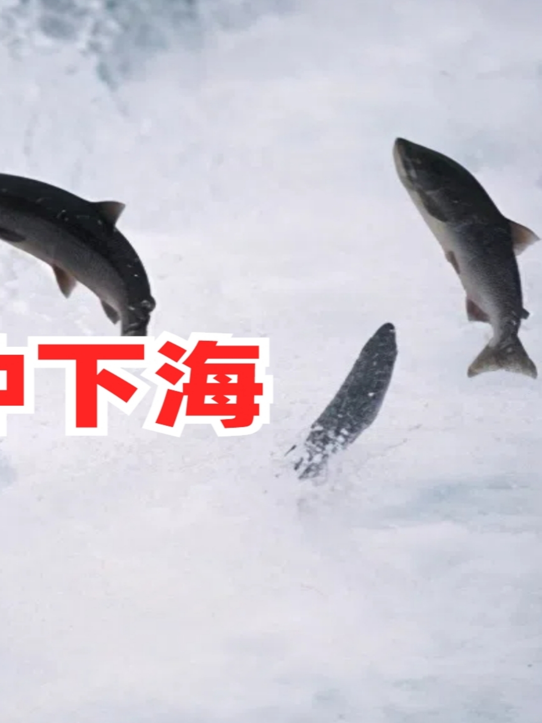 淡水鱼不能在大海中存活,黄河每天把大量鱼冲下海,那鱼死了吗?