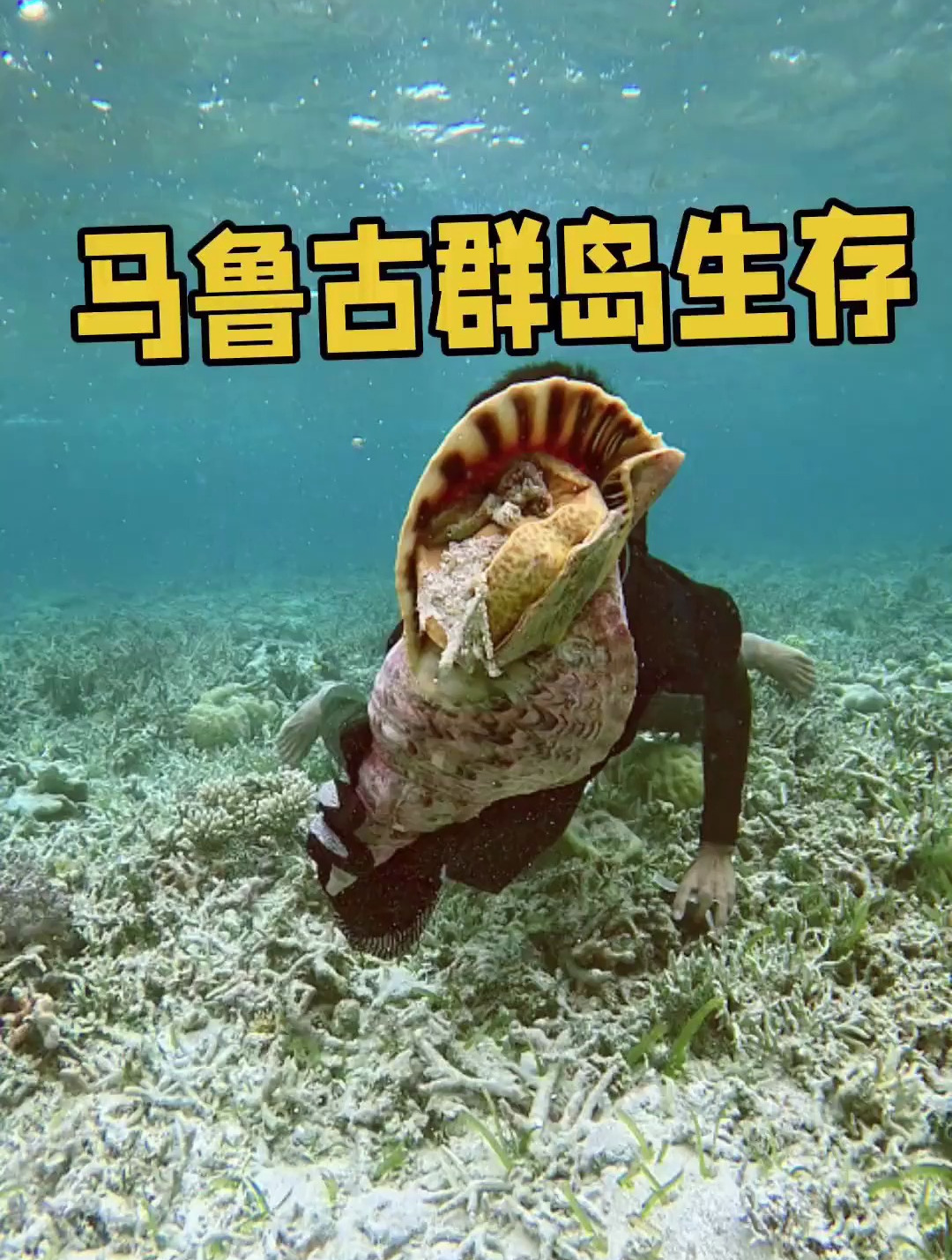 搭建庇护所、布置野猪陷阱后开始潜水,发现了大量海螺和龙虾