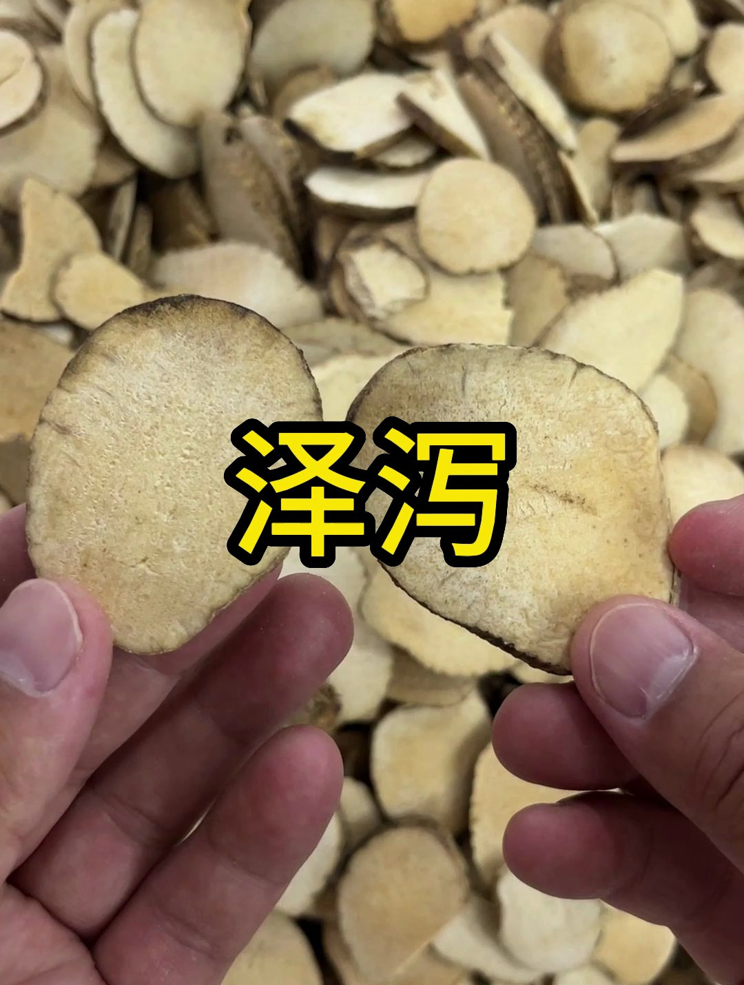 泽泻,随处可见的一个东西,但很多人却不认识