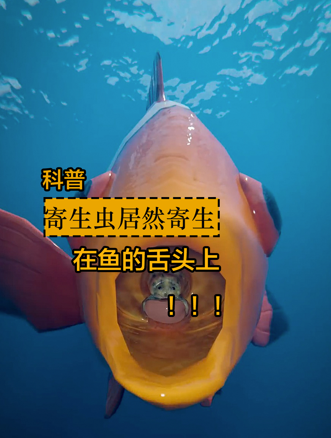 寄生虫到底有多可怕?居然能取代鱼的舌头。一起来看下你就明白了