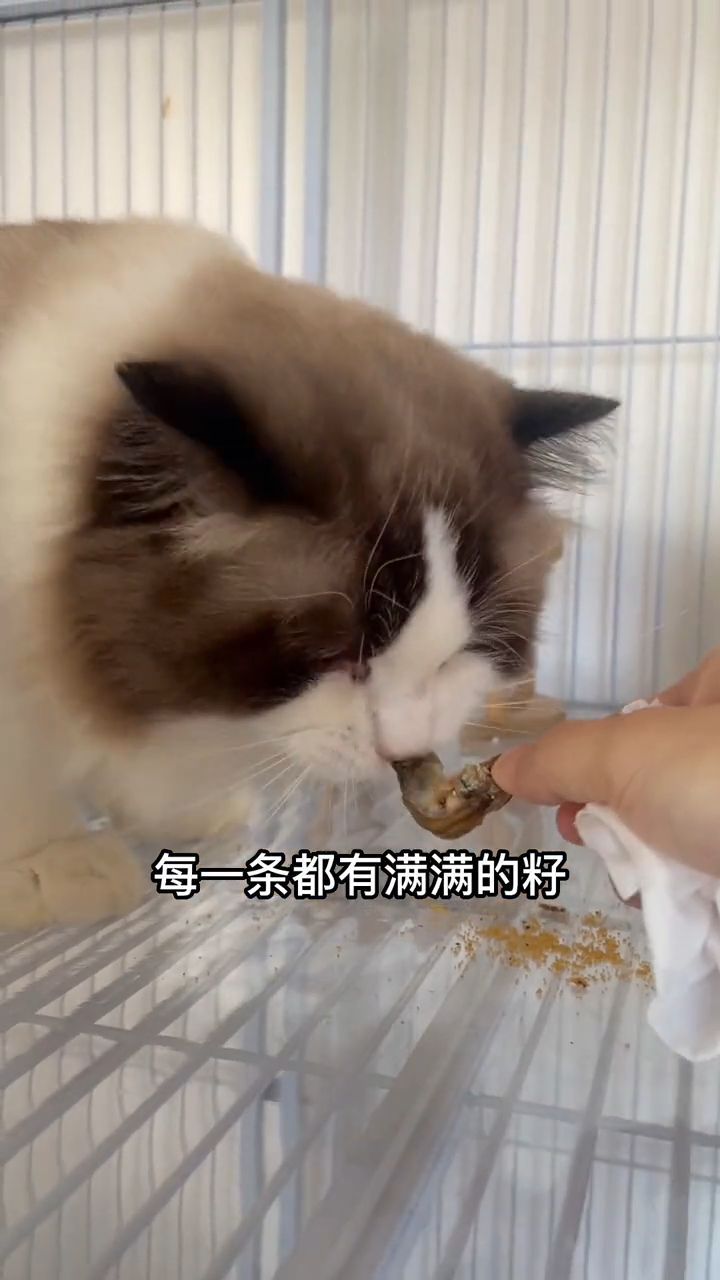 偶尔给猫咪吃吃小鱼干