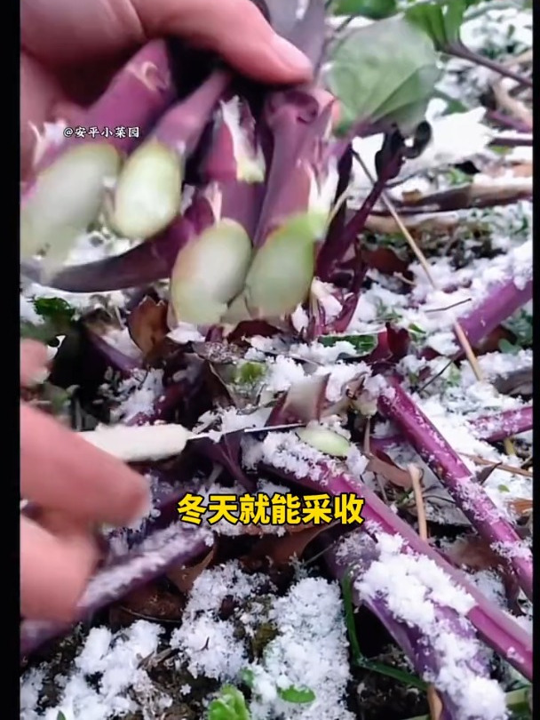 红菜苔种子好吃又好种!