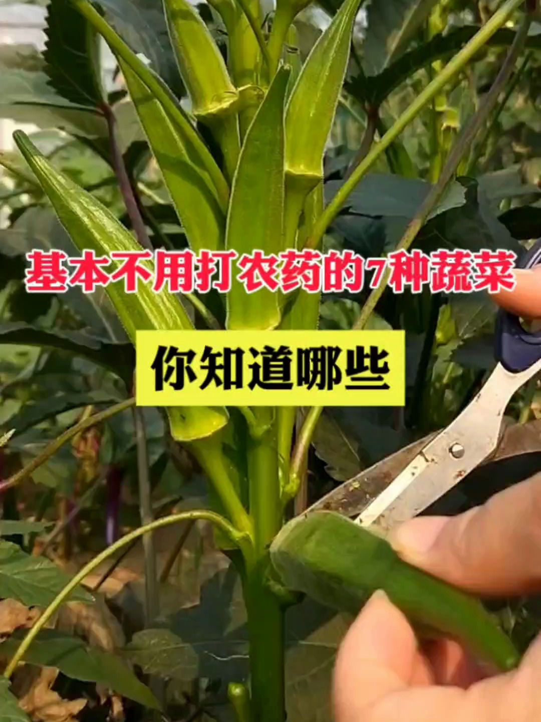 不用打农药的7种蔬菜,你知道哪些