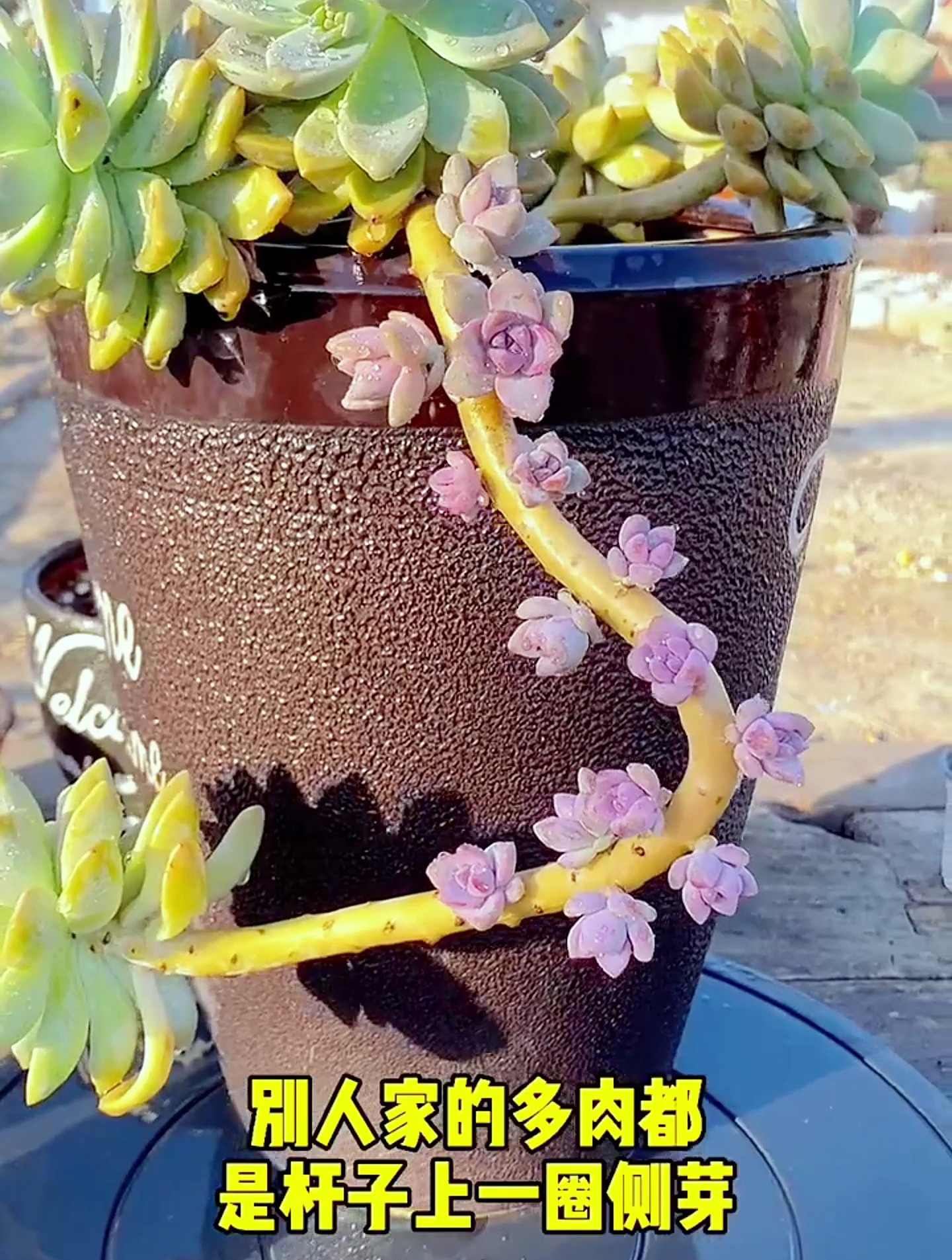多肉的养护要把这2点做好,枝干强壮,新芽蹭蹭冒!