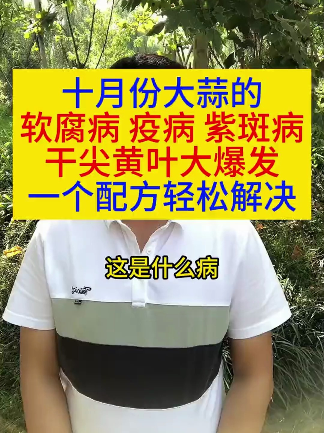 十月大蒜的软腐病疫病紫斑病,干尖黄叶大爆发,一个配方轻松解决