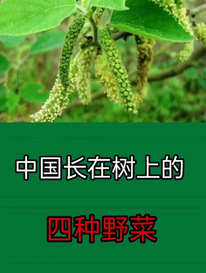 长在树上的四种野菜,你都吃过吗