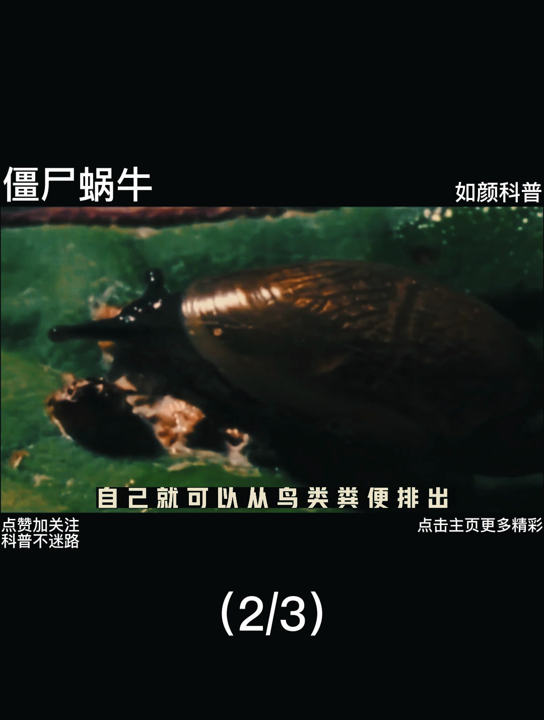 僵尸蜗牛,被寄生虫控制的蜗牛有多恐怖2