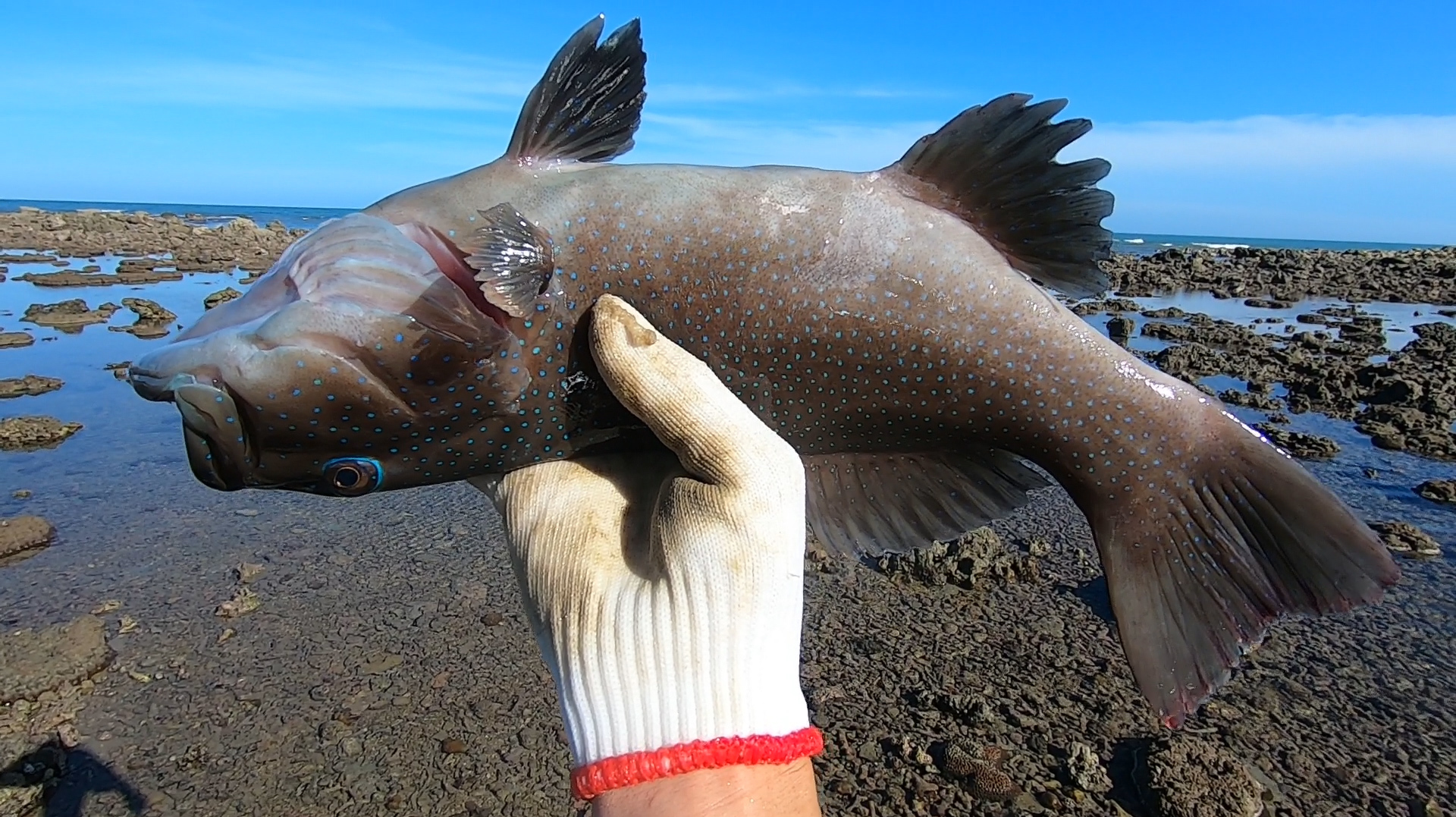 阿忙赶海抓到呆头鱼,全身蓝斑不会逃跑,拿来做刺身味道怎么样